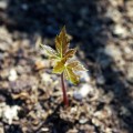 growth